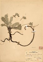 藏品(玉山金梅)的圖片